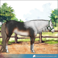 Horse Color:Liver Chestnut 
