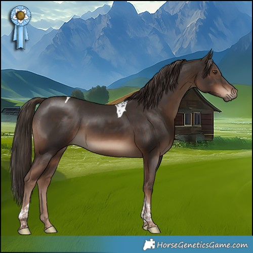 Horse Color:Liver Chestnut Tobiano
