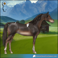 Horse Color:Liver Chestnut Tobiano 