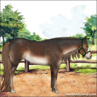 Horse Color:Liver Chestnut 
