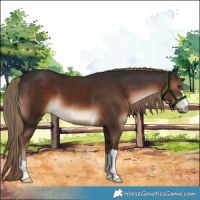 Horse Color:Liver Chestnut 