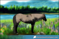 Horse Color:Void White Spotted Liver Red Dun Rabicano 