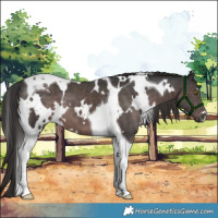 Horse Color:Platinum White Spotted Liver Chestnut Tobiano 