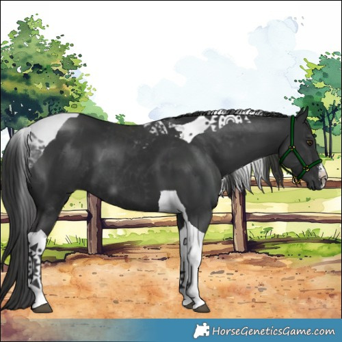 Horse Color:Platinum White Spotted Liver Chestnut Tobiano 