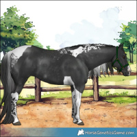 Horse Color:Platinum White Spotted Liver Chestnut Tobiano 
