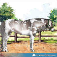 Horse Color:Platinum White Spotted Liver Red Onyx Tobiano Rabicano 