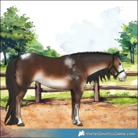 Horse Color:Liver Chestnut Sabino Tobiano 