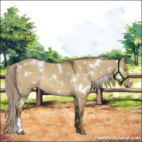 Horse Color:White Spotted Chocolate Palomino Dun Rabicano 