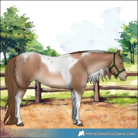 Horse Color:Liver Chestnut Pearl Tobiano