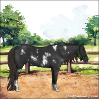 Horse Color:Gray White Spotted Liver Chestnut Tobiano Rabicano