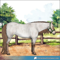 Horse Color:Liver Red Dun Roan Brindle 