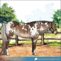 Horse Color:White Spotted Liver Red Dun Brindle 