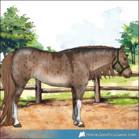 Horse Color:White Spotted Liver Red Dun Brindle 