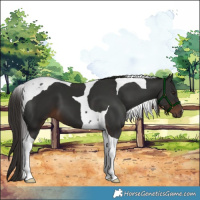 Horse Color:Liver Chestnut Tobiano 