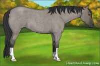 Horse Color:Grullo Roan 