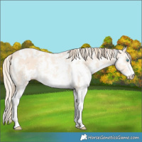 Horse Color:Perlino Sabino and Perlino Sabino Rabicano