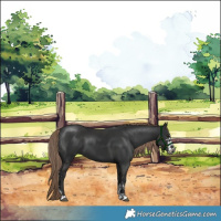 Horse Color:Liver Chestnut Sabino