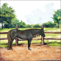Horse Color:Liver Chestnut Sabino 