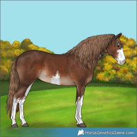 Horse Color:White Spotted Liver Chestnut 