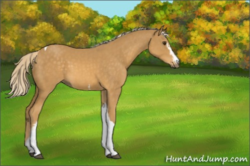 Horse Color:White Spotted Palomino Tobiano 
