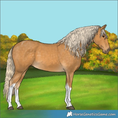 Horse Color:White Spotted Palomino Tobiano 
