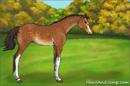 Horse Color:White Spotted Buckskin 