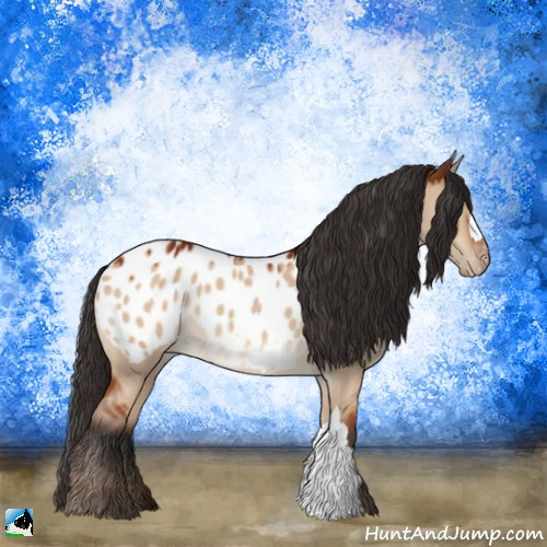 Horse Color:Brown Dun Appaloosa 