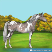 Horse Color:Platinum White Spotted Chocolate Palomino 
