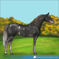 Horse Color:Platinum White Spotted Liver Chestnut 