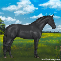 Horse Color:Black 