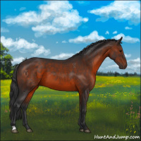 Horse Color:Brown 