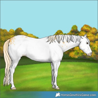 Horse Color:White Spotted Palomino 