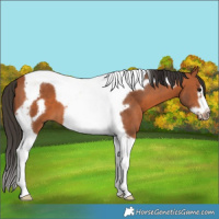 Horse Color:Bay Tobiano Frame 