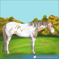 Horse Color:Buckskin Tobiano Frame Appaloosa 