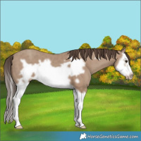 Horse Color:Classic Champagne Splash Frame 
