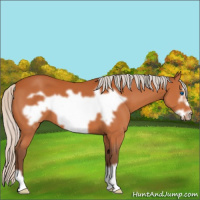 Horse Color:Silver Bay Frame 