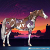 Horse Color:White Spotted Chestnut Splash Rabicano 