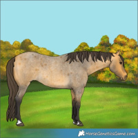 Horse Color:Buckskin Roan Rabicano 