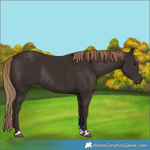 Horse Color:Liver Chestnut Rabicano 