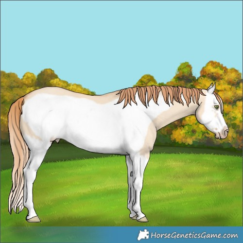 Horse Color:Gold Champagne Dun Splash Frame 
