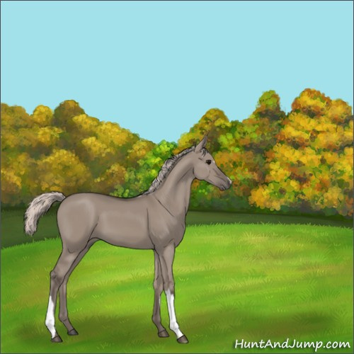Horse Color:Silver Grullo 