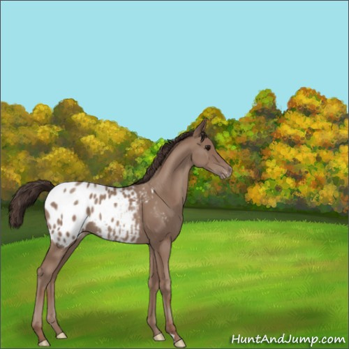 Horse Color:Classic Champagne Appaloosa 