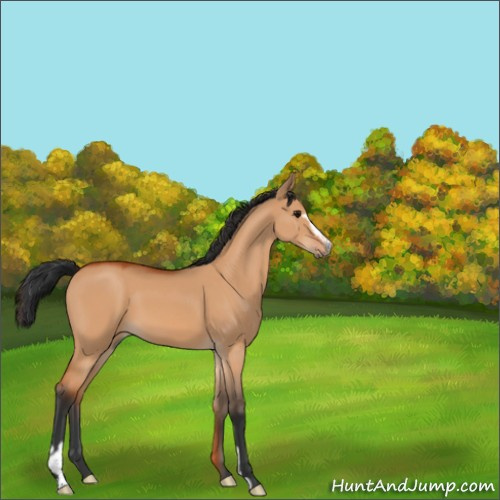 Horse Color:Bay Dun Sabino 