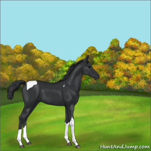 Horse Color:Black Tobiano 