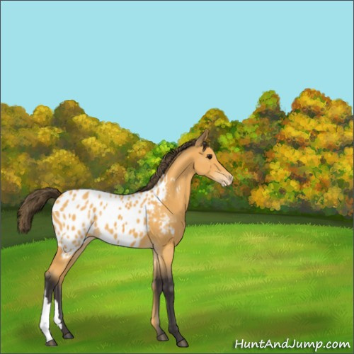 Horse Color:Buckskin Appaloosa 