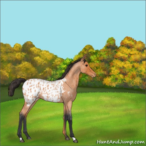Horse Color:Bay Roan Appaloosa Rabicano 