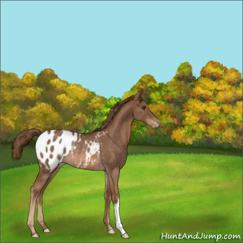 Horse Color:Chestnut Appaloosa Rabicano 