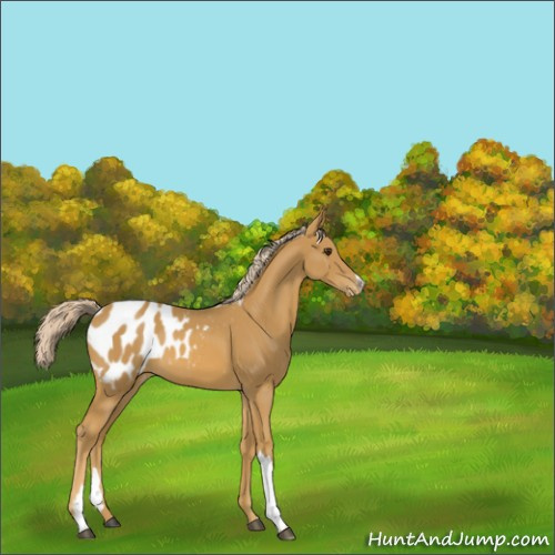 Horse Color:Palomino Appaloosa 