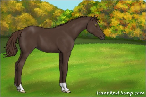 Horse Color:Liver Chestnut 