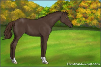 Horse Color:Liver Chestnut